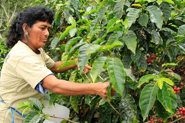 Peruvian Mountain Organic Decaffeinated Coffee