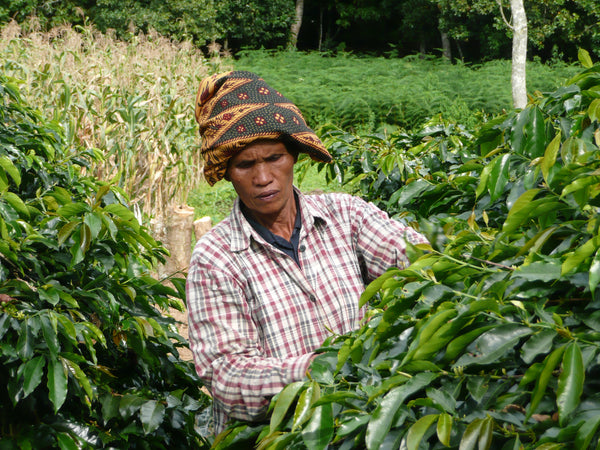 Sumatran Gayo Organic Coffee Subscription