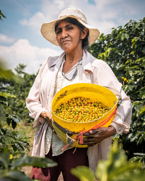 Peruvian Feminino Organic Coffee