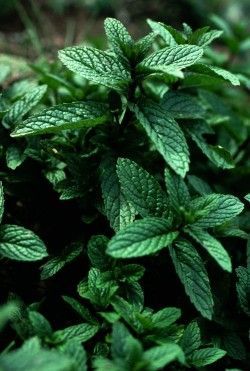 Organic Peppermint Loose Leaf Tea